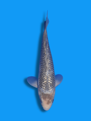 Ginrin Soragoi | Koi&Co.